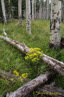 Hart Prairie, Flagstaff AZ