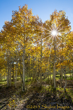 Aspens, Kaibab Plateau AZ