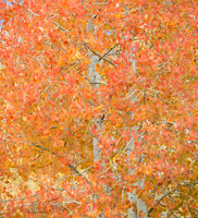 Aspen detail
