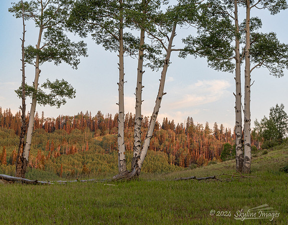 Fish Lake National Forest Utah