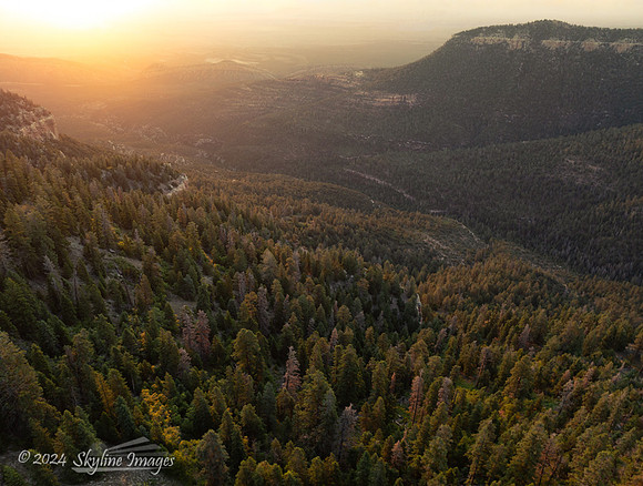 Kaibab National Forest Arizona