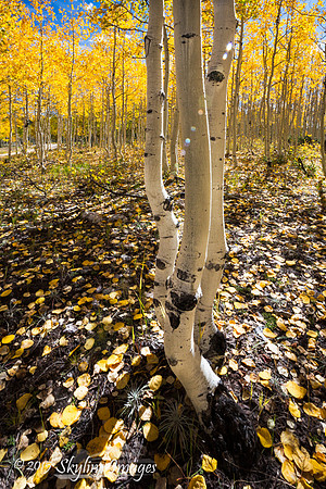 Fall aspens, Kaibab Plateau AZ