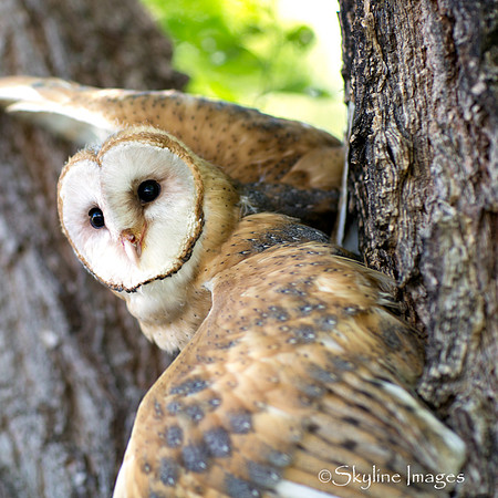 Juvenile Barn Owl (Captive)