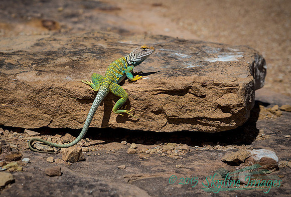 Collared Lizard