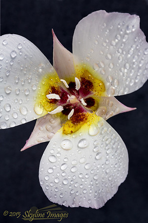Sego Lily, Rye AZ