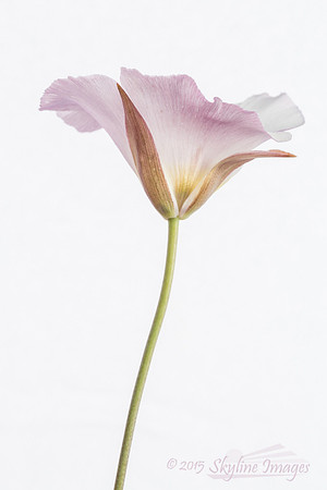 Sego Lily, Rye AZ