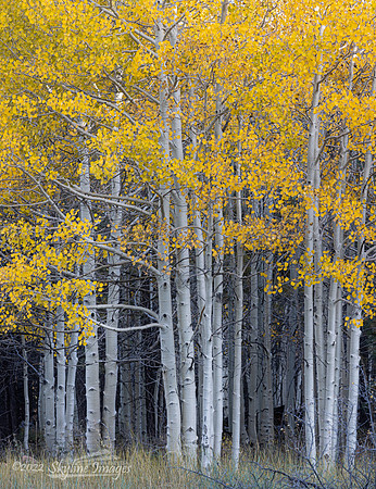 Kaibab Plateau, Arizona