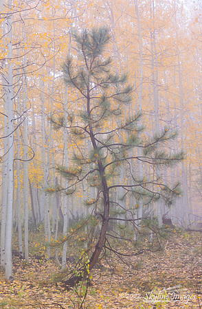 Kaibab Plateau, Arizona