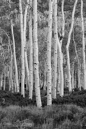Fish Lake National Forest Utah