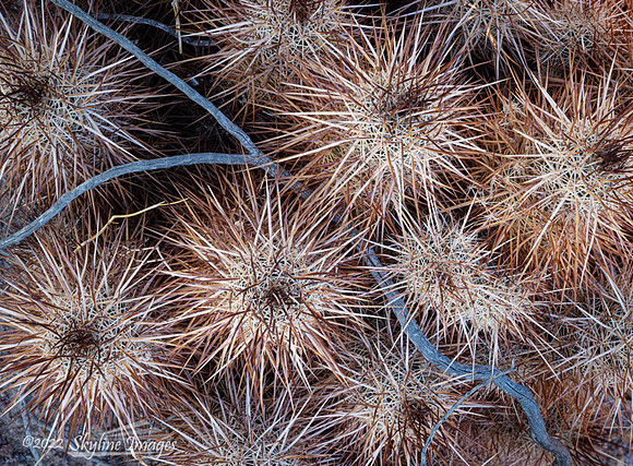 Mojave Trails National Monument
