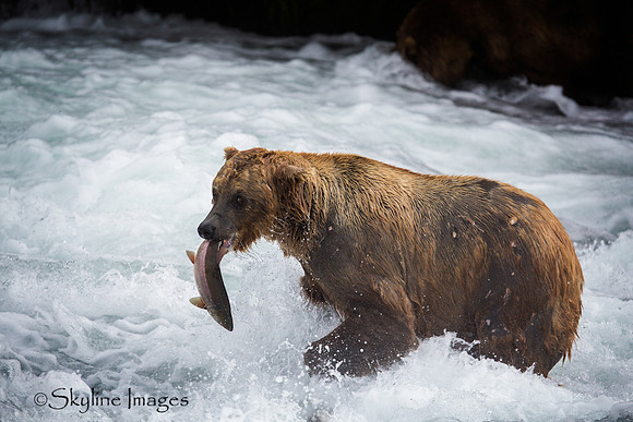 Brown Bear with Salmon, Katmai NP, Alaska