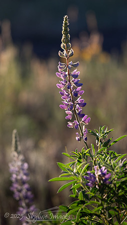 Fishlake National Forest, Utah