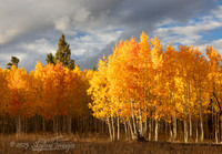 Fishlake National Forest Utah
