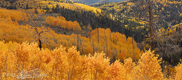 Fishlake National Forest Utah
