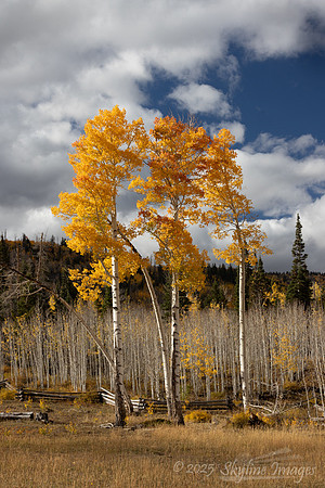Fishlake National Forest Utah