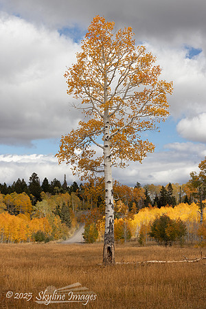 Fishlake National Forest Utah