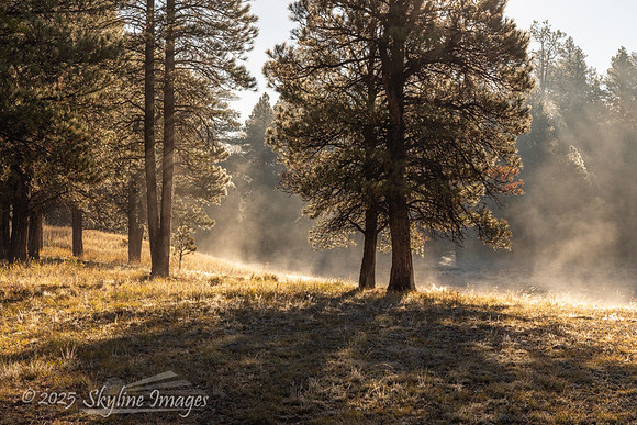 Kaibab National Forest Arizona