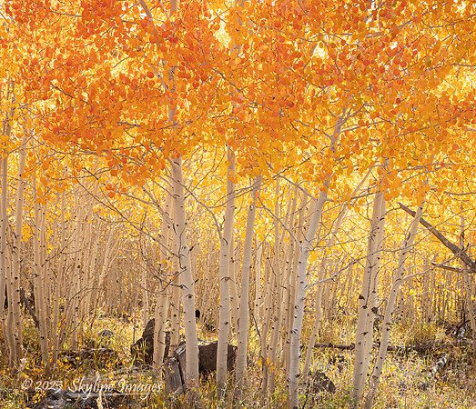 Fishlake National Forest Utah