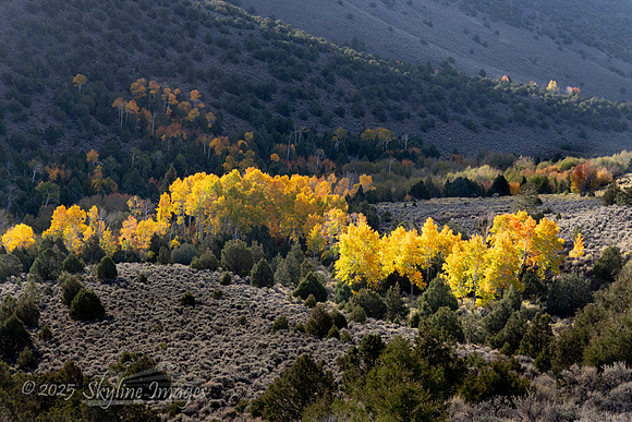 Fishlake National Forest Utah
