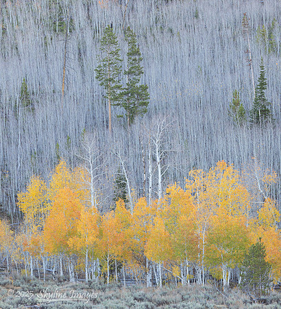 Wasatch National Forest Utah