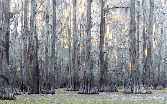 Caddo Lake Texas