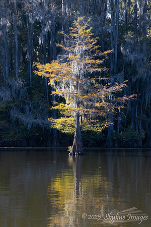 Caddo Lake Texas