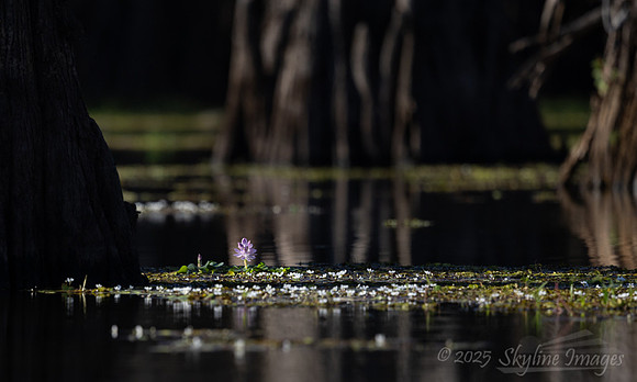 Caddo Lake Texas