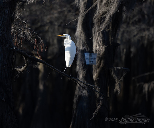 Caddo Lake Texas