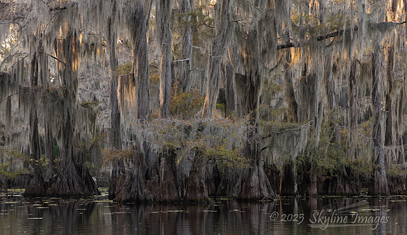 Caddo Lake Texas