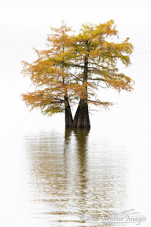 Caddo Lake, Louisiana