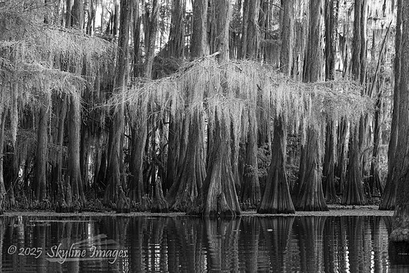 Caddo Lake Texas