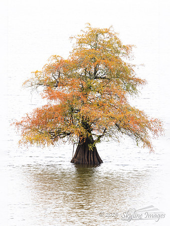 Caddo Lake Louisiana