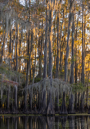 Caddo Lake Texas