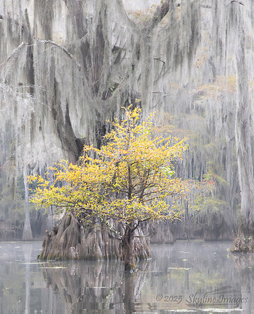 Caddo Lake Texas