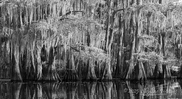Caddo Lake Texas