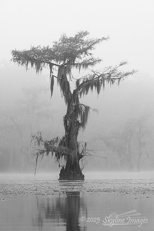 Caddo Lake Texas