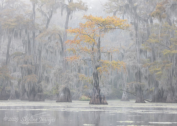 Caddo Lake Texas