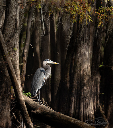 Caddo Lake Texas
