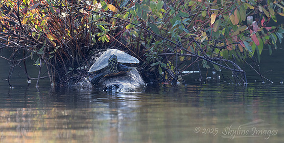 Caddo Lake Texas