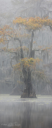 Caddo Lake Texas