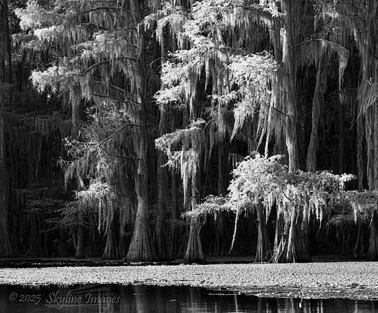 Caddo Lake Texas