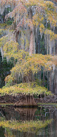 Caddo Lake Texas