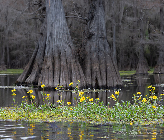 Caddo Lake Texas