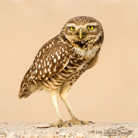 Burrowing Owl, Arizona