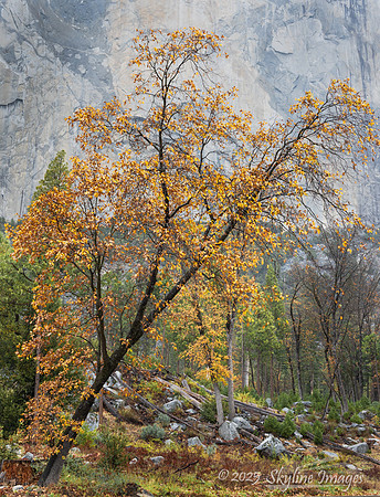 Yosemite National Park CA