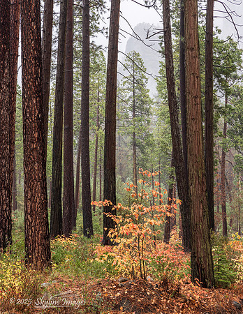 Yosemite National Park CA