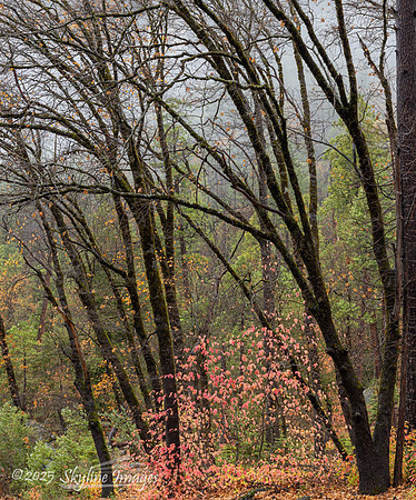 Yosemite National Park CA