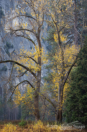 Yosemite National Park CA