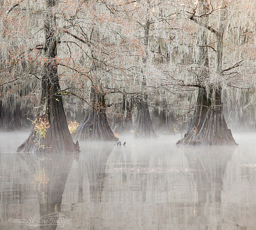 Caddo Lake, Texas