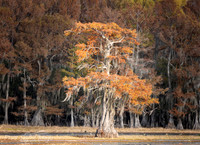 Caddo Lake, Texas
